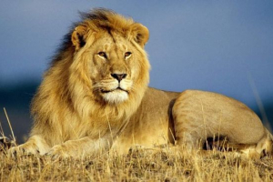 Lew jest królem zwierząt. Lew jest królem zwierząt.